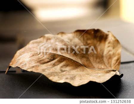 Close-Up of a Dry Brown Leaf on Light Surface Close-Up of a Dry Brown Leaf on Light Surface 131252638