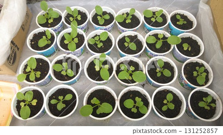 家庭花園花盆裡的白菜 131252857