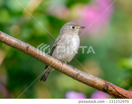 Kosamebitaki棲息在樹枝上 131252970