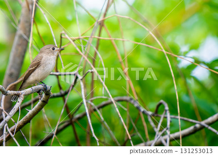 紅冠捕蠅器棲息在樹枝上，複製空間 131253013