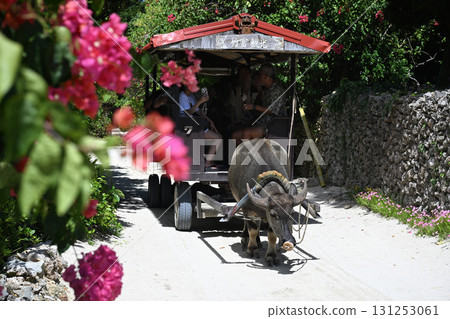 竹富島水牛棚之旅 竹富島水牛棚之旅 131253061