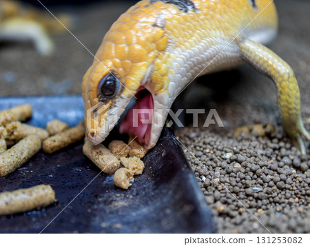 peter's banded skink eating food peter's banded skink eating food 131253082