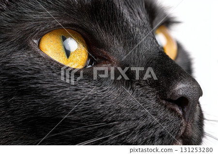 Photorealistic Close-Up of Black Cat with Yellow Eyes on White Background 131253280
