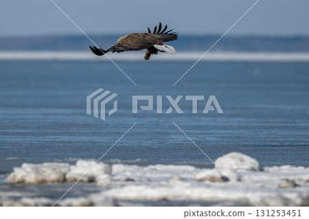 A white-tailed eagle catching prey at Lake Furen, Hokkaido A white-tailed eagle catching prey at Lake Furen, Hokkaido 131253451