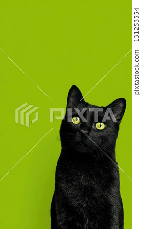 Photorealistic Black Cat on Bright Green Background for Product Advertising 131253554