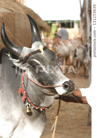 Cow at Village rural area India Cow at Village rural area India 131253639