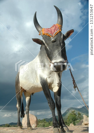 Cow at Village rural area India Cow at Village rural area India 131253647