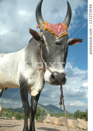 Cow at Village rural area India 131253648