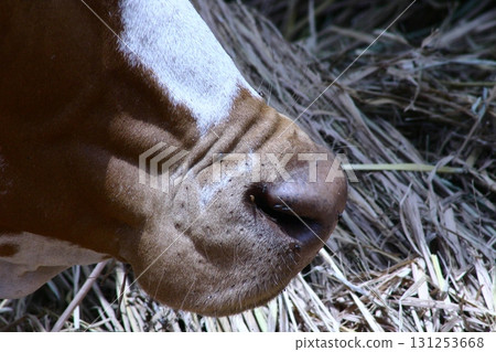 Ox at rural area India Ox at rural area India 131253668