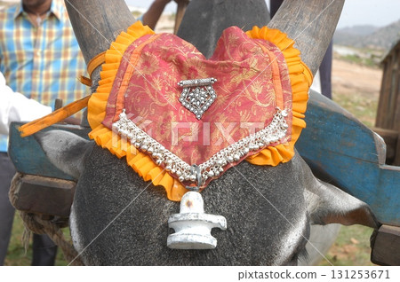 Ox at rural area India 131253671