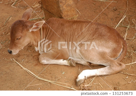 Ox at rural area India Ox at rural area India 131253673