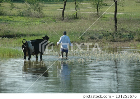 Ox at rural area India 131253676