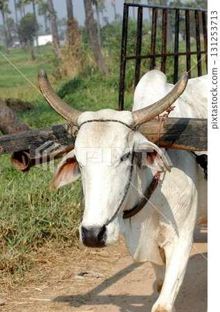 Ox at rural area India 131253713
