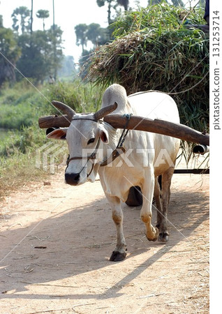 Ox at rural area India 131253714