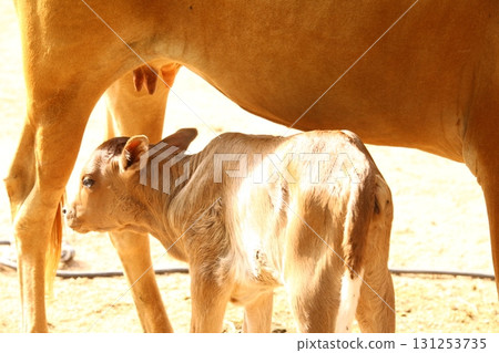 Cow Feeding Calf Rural Home 131253735