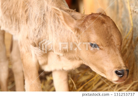 Cow Feeding Calf Rural Home Cow Feeding Calf Rural Home 131253737
