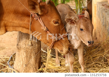 Cow Feeding Calf Rural Home 131253738