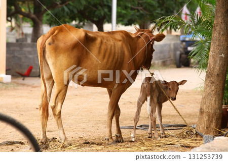 Cow Feeding Calf Rural Home 131253739