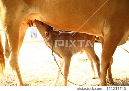 Cow Feeding Calf Rural Home Cow Feeding Calf Rural Home 131253740