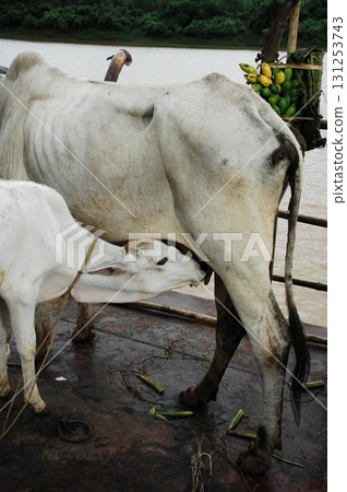 Cow Feeding Calf Rural Home 131253743