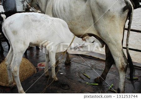 Cow Feeding Calf Rural Home 131253744