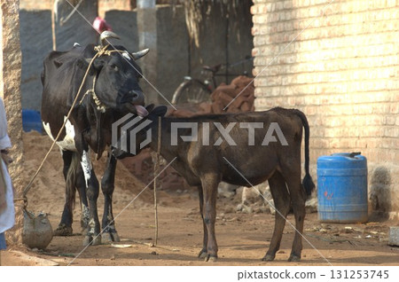 Cow Feeding Calf Rural Home Cow Feeding Calf Rural Home 131253745