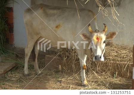 Cow At Rural Home India 131253751