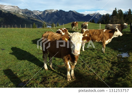 Cow at Switzerland fields 131253757