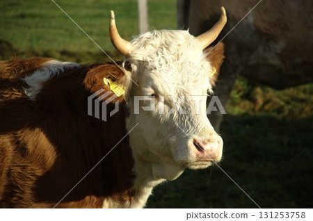 Cow at Switzerland fields 131253758