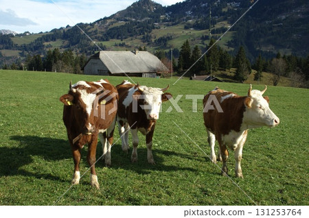 Cow at Switzerland fields 131253764