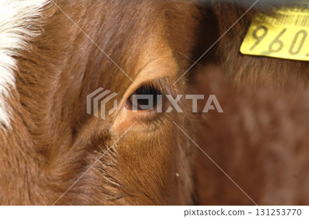 Cow at Switzerland fields Cow at Switzerland fields 131253770