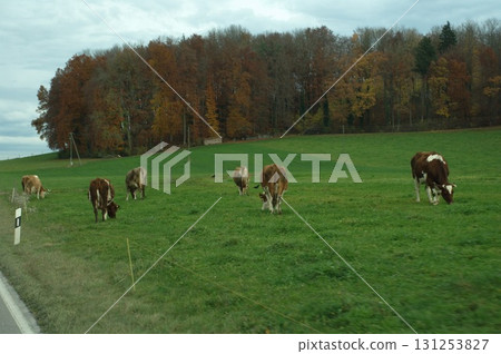 Cow at Switzerland fields Cow at Switzerland fields 131253827