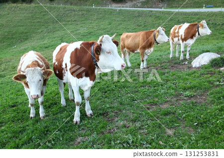 Cow at Switzerland fields Cow at Switzerland fields 131253831