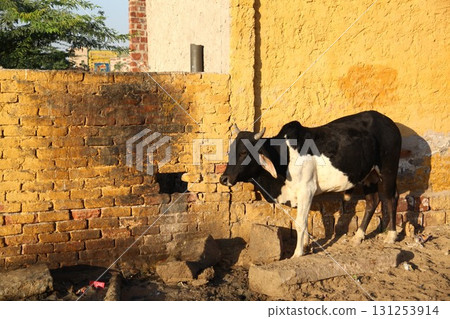 Cow Calf At Rural Home 131253914