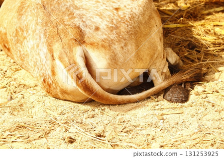 Cow Dung at rural Home 131253925