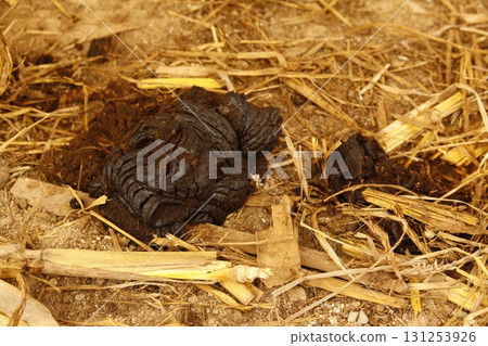 Cow Dung at rural Home Cow Dung at rural Home 131253926
