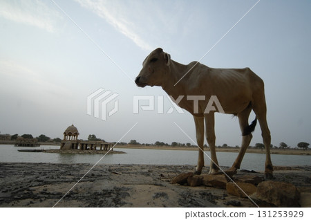 Cow at rural area 131253929