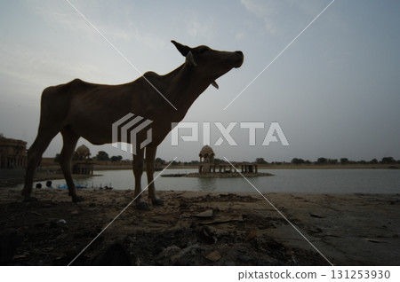 Cow at rural area Cow at rural area 131253930