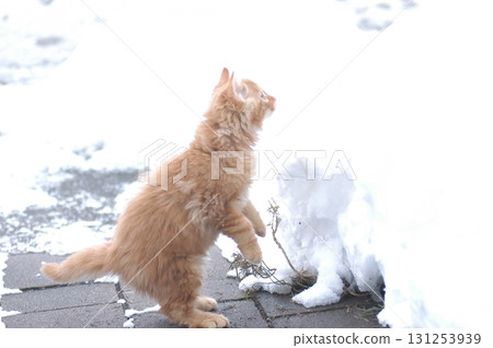 Cat at Home Garden Snow Cat at Home Garden Snow 131253939