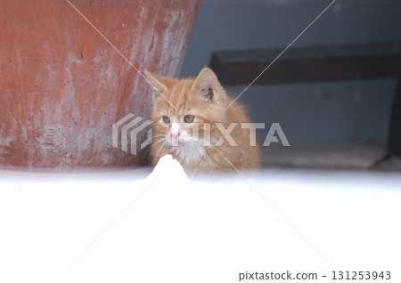 Cat at Home Garden Snow Cat at Home Garden Snow 131253943