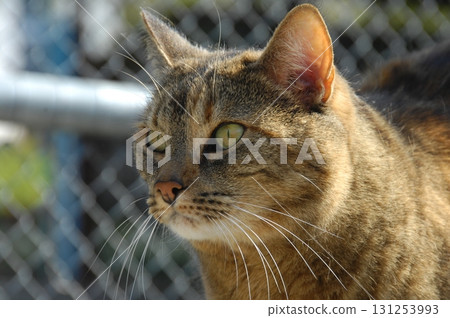 Cat at Home Garden 131253993