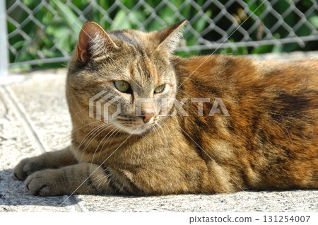 Cat at Home Garden Cat at Home Garden 131254007