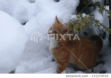 Cat at Home Garden 131254016