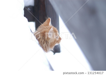 Cat at Home Garden Cat at Home Garden 131254017
