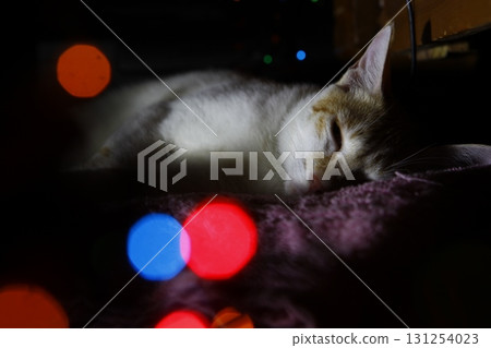 Cat in the Home 131254023