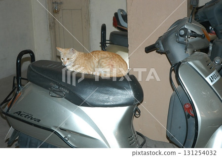 Cat in the Home 131254032