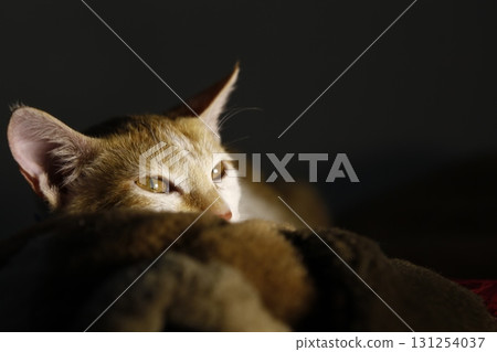 Cat in the Home Cat in the Home 131254037