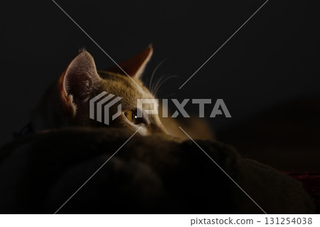 Cat in the Home Cat in the Home 131254038