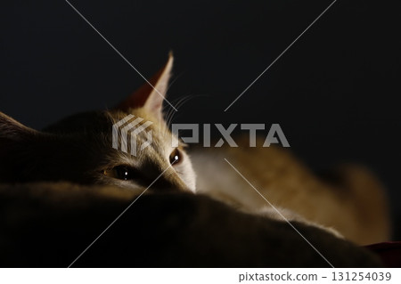 Cat in the Home 131254039