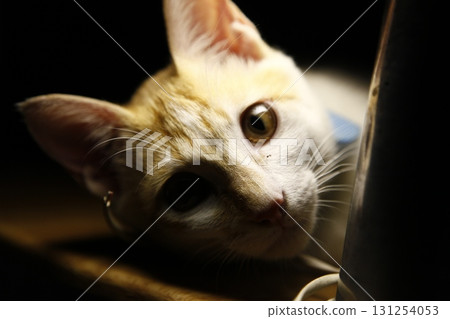 Cat in the Home Cat in the Home 131254053